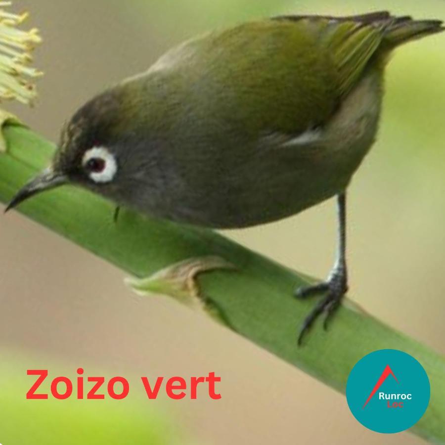 Zoizo Vert - Studio Au Calme Avec Jardin - St Leu サン・ル エクステリア 写真